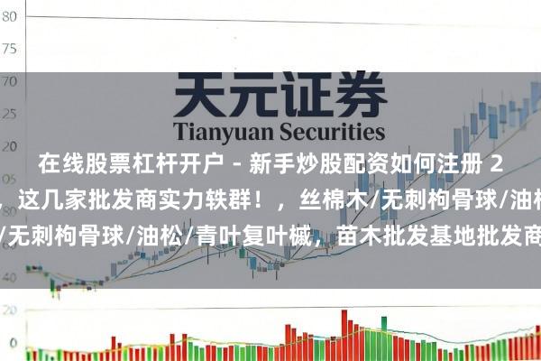 在线股票杠杆开户 - 新手炒股配资如何注册 2025苗木批发基地精选，这几家批发商实力轶群！，丝棉木/无刺枸骨球/油松/青叶复叶槭，苗木批发基地批发商推选分析